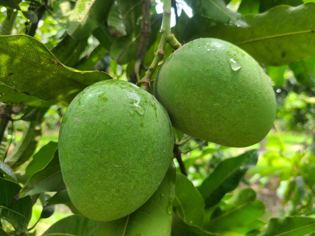 himsagor
